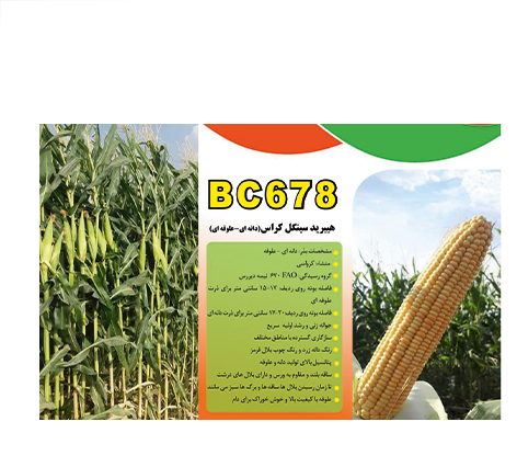 BC 678 بذر ذرت