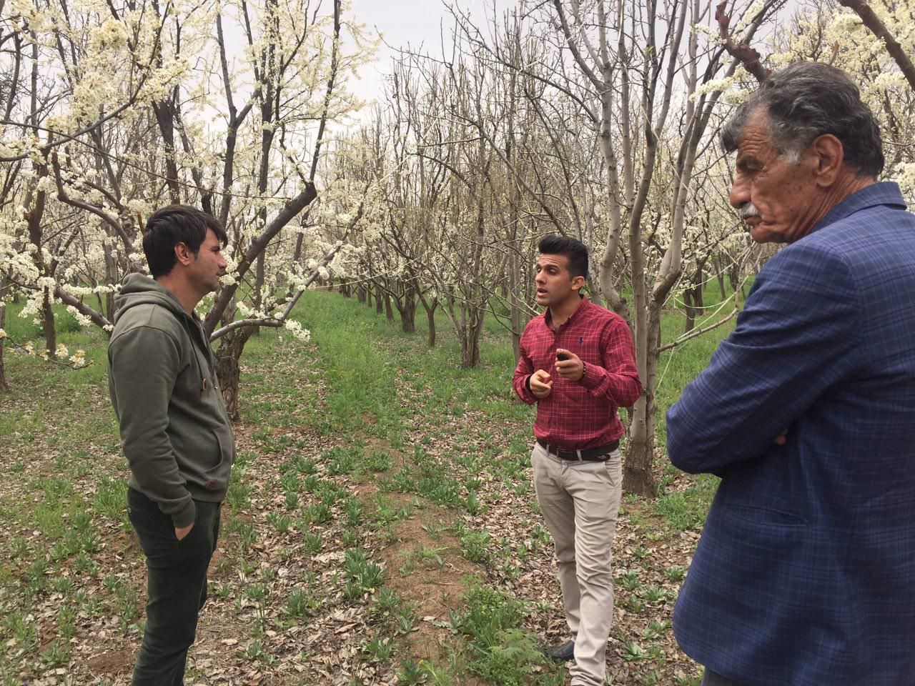 کارشناس فنی شرکت یارای هلند در باغات گلابی جمال آباد در حضور باغداران محترم